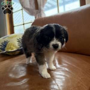 Gorda, Chihuahua Puppy
